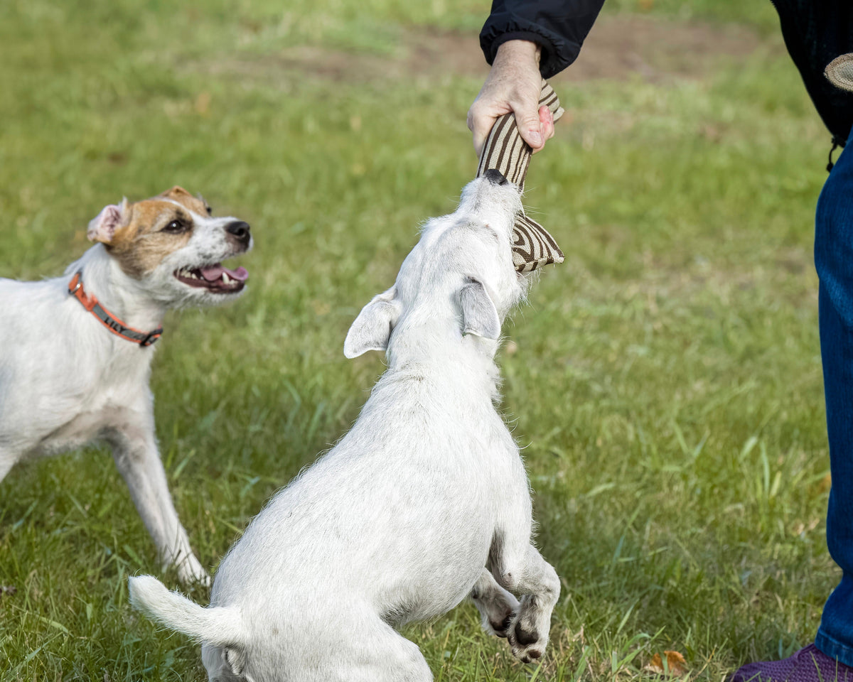 How to Choose the Perfect Toy for Your Pet’s Personality - Honest Pet Products