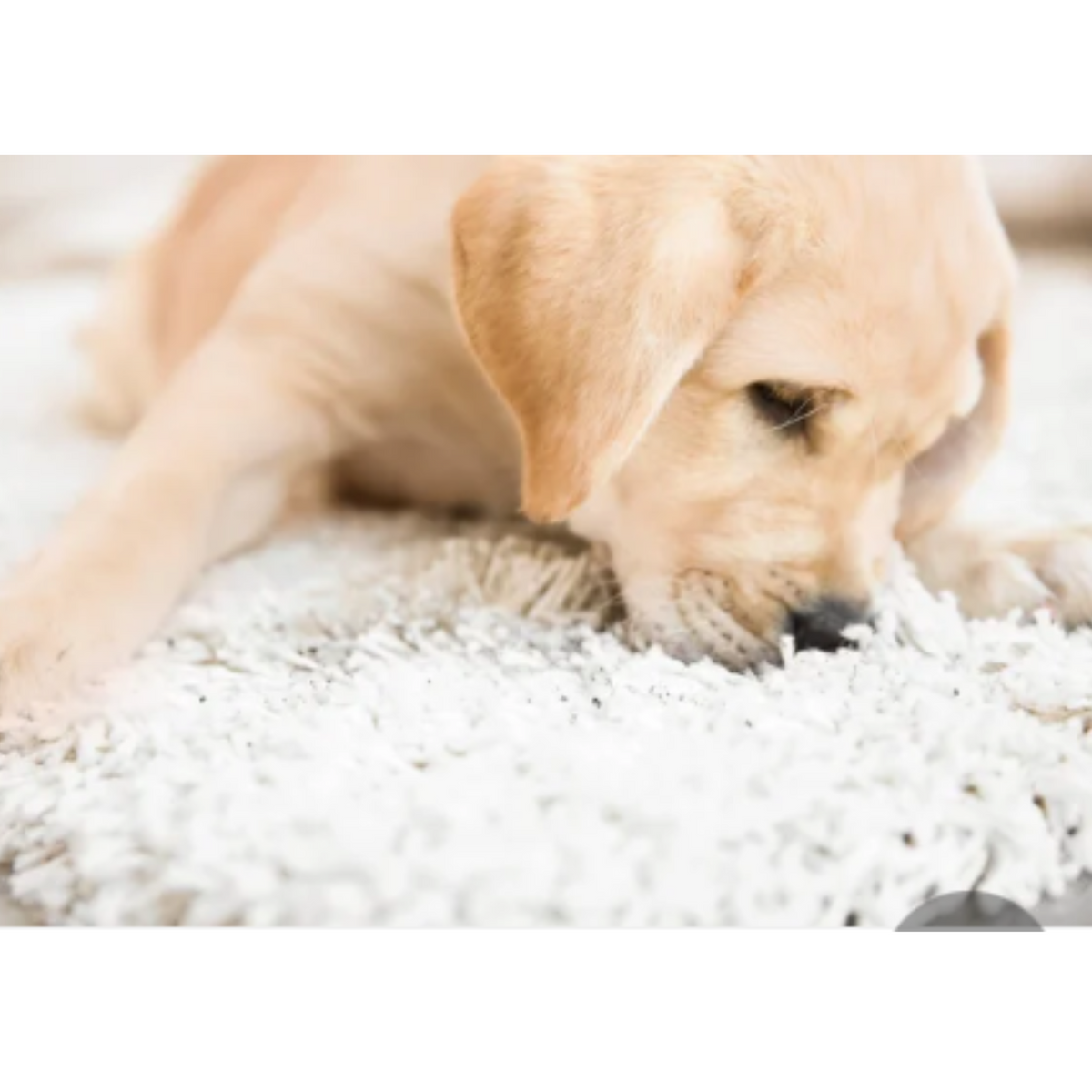 Honest Pet Products