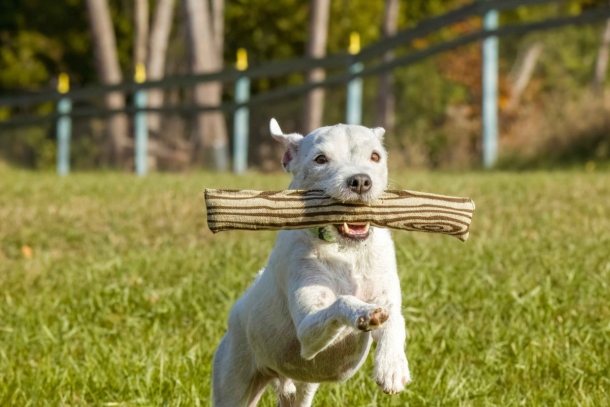 Natural Pet Toys Keep Your Pet Safe! - Honest Pet Products