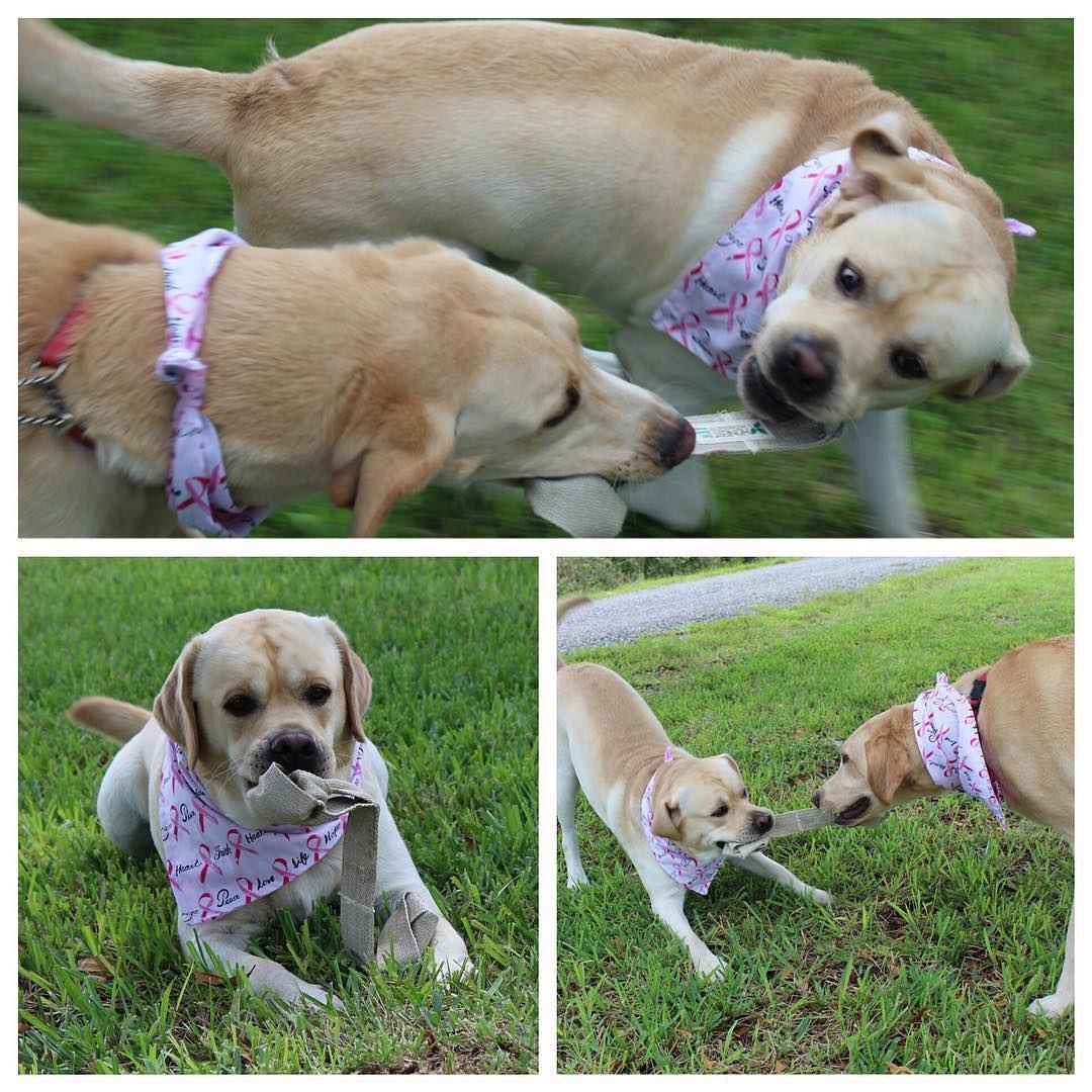 Honest Pet Products