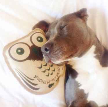 Honest Pet Products