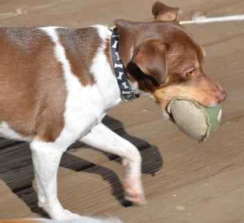 Honest Pet Products