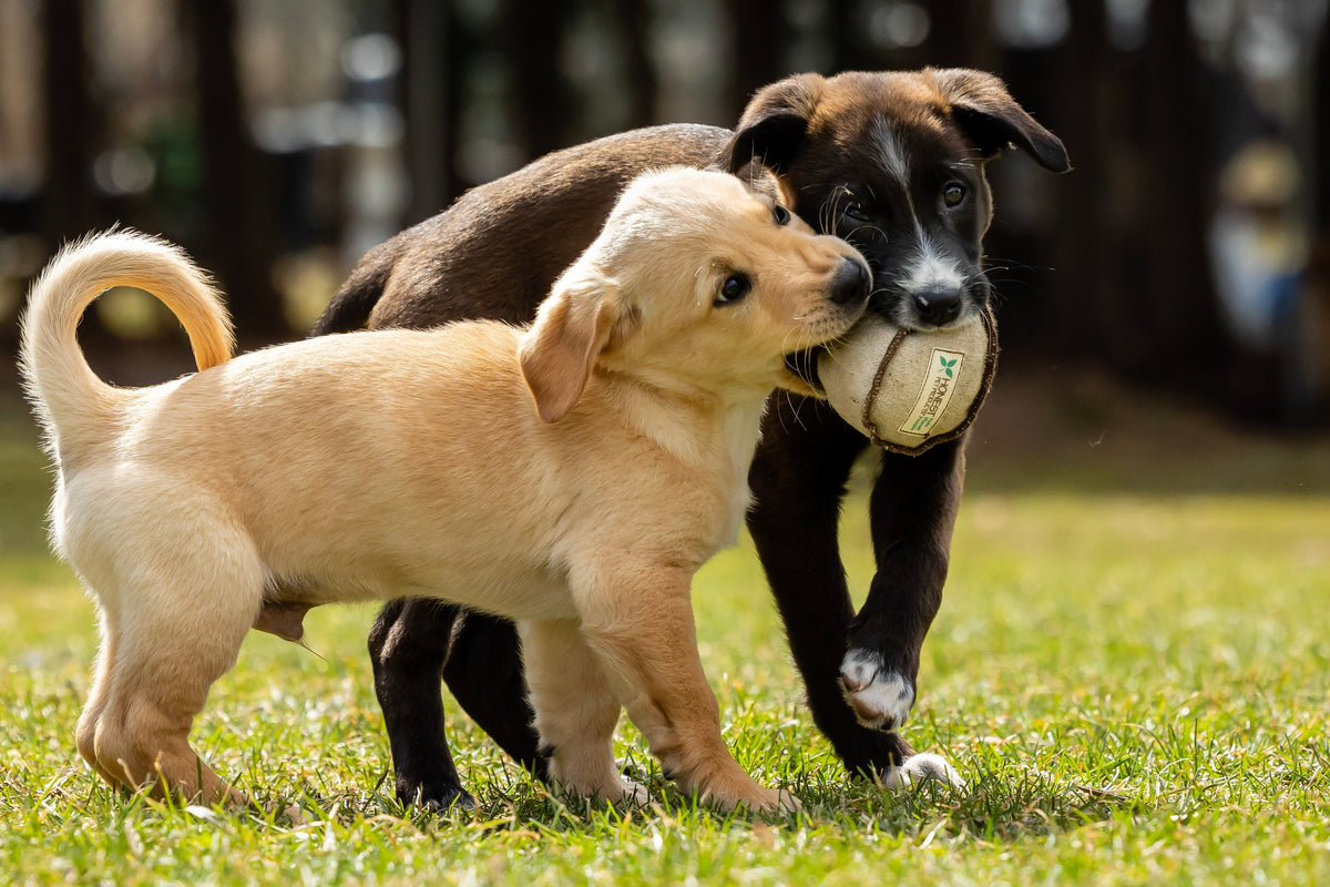Honest Pet Products