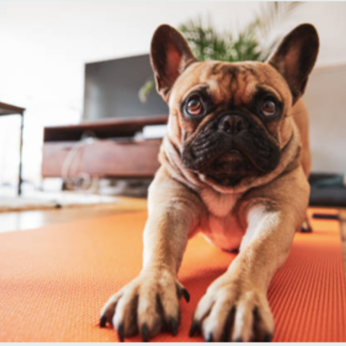 Honest Pet Products