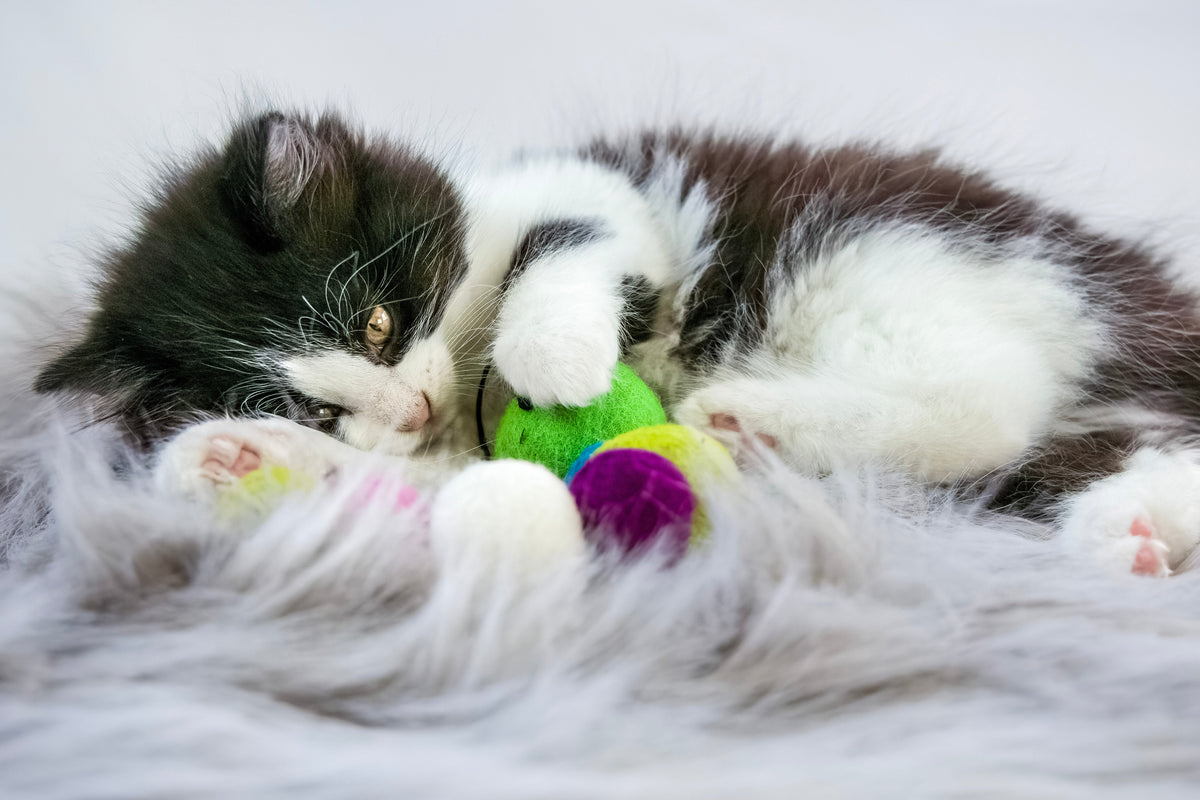 Honest Pet Products