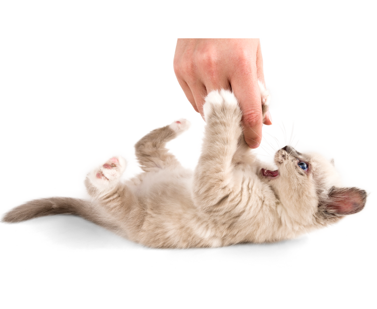 Honest Pet Products