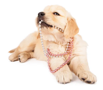 Honest Pet Products