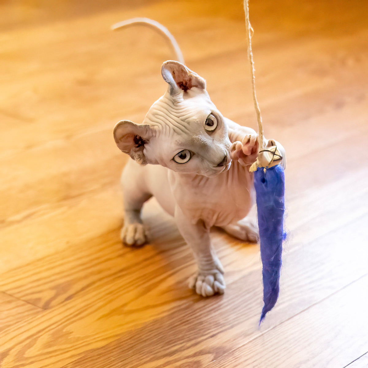 Finding The Best Cat Toys To Keep Your Kitty Engaged - Honest Pet Products