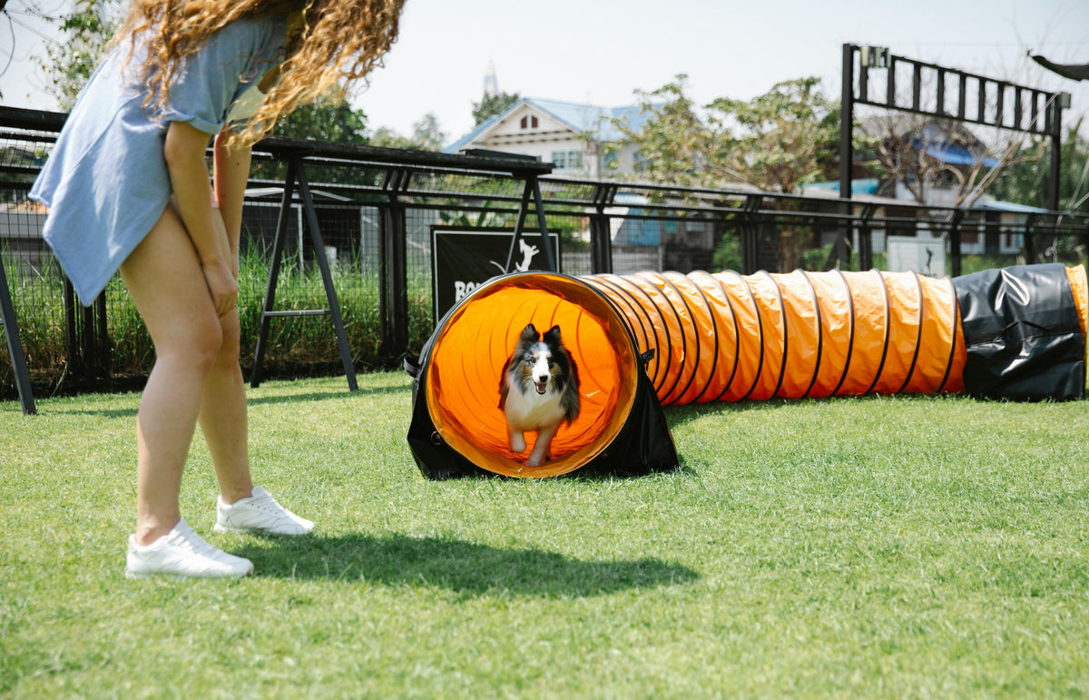 5 Exercise and Training Ideas for Dogs Who Live in Small Apartments - Honest Pet Products