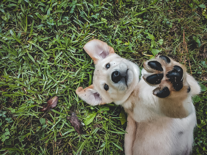 How To Be Eco-Friendly And Use Sustainable Dog Products? - Honest Pet Products