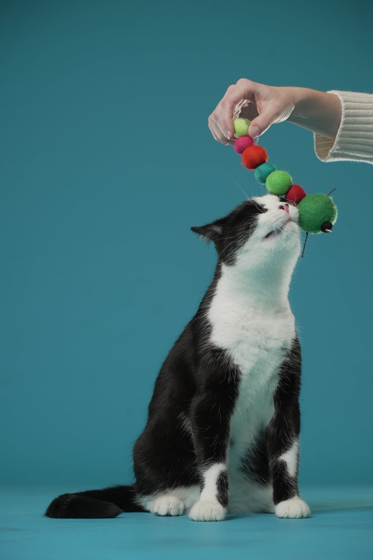 Honest Pet Products 7 Tips and Ideas for How to Play With Your Cat - Honest Pet Products