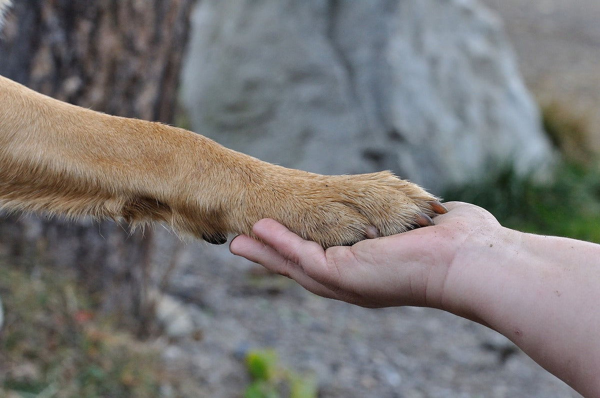 The Benefits of Eco-Friendly Pet Toys: Safe and Fun by Honest Pet Products - Honest Pet Products