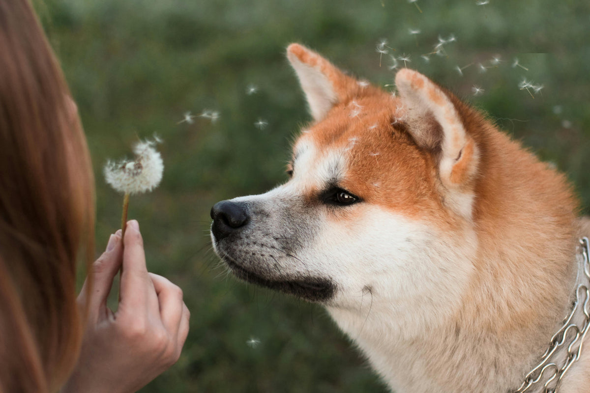 Honest Pet Products Tips: Signs Your Pet Has Allergies — And What You Can Do to Help - Honest Pet Products