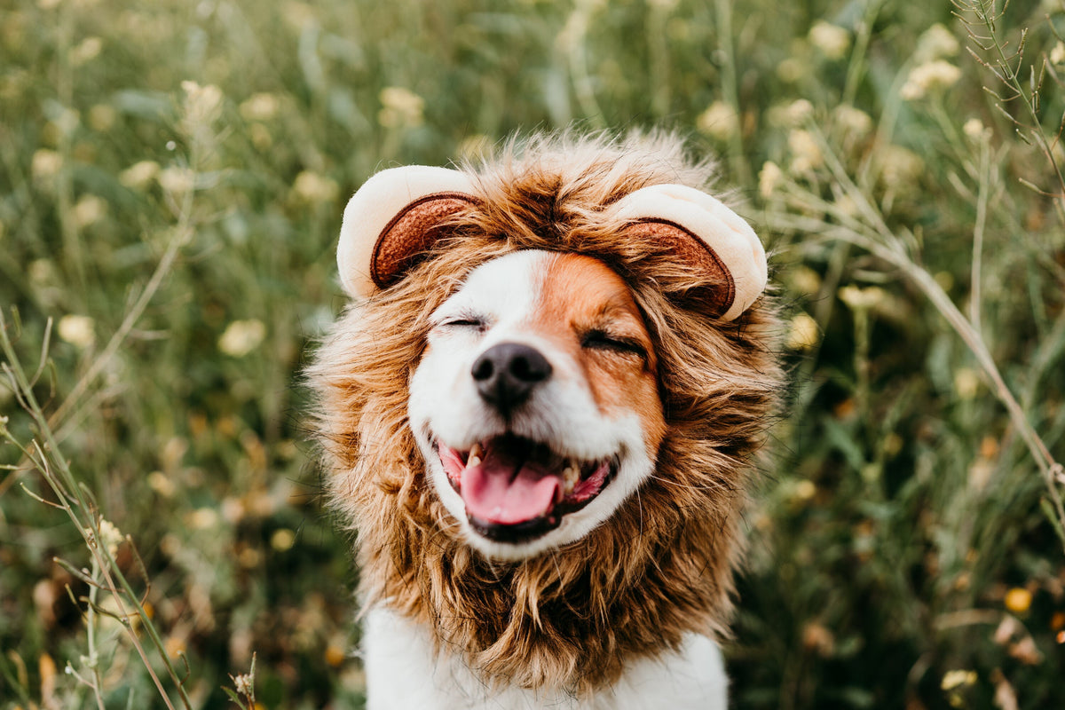Caring for Your Pet’s Mental Health: Easy Steps to Enhance Their Happiness - Honest Pet Products