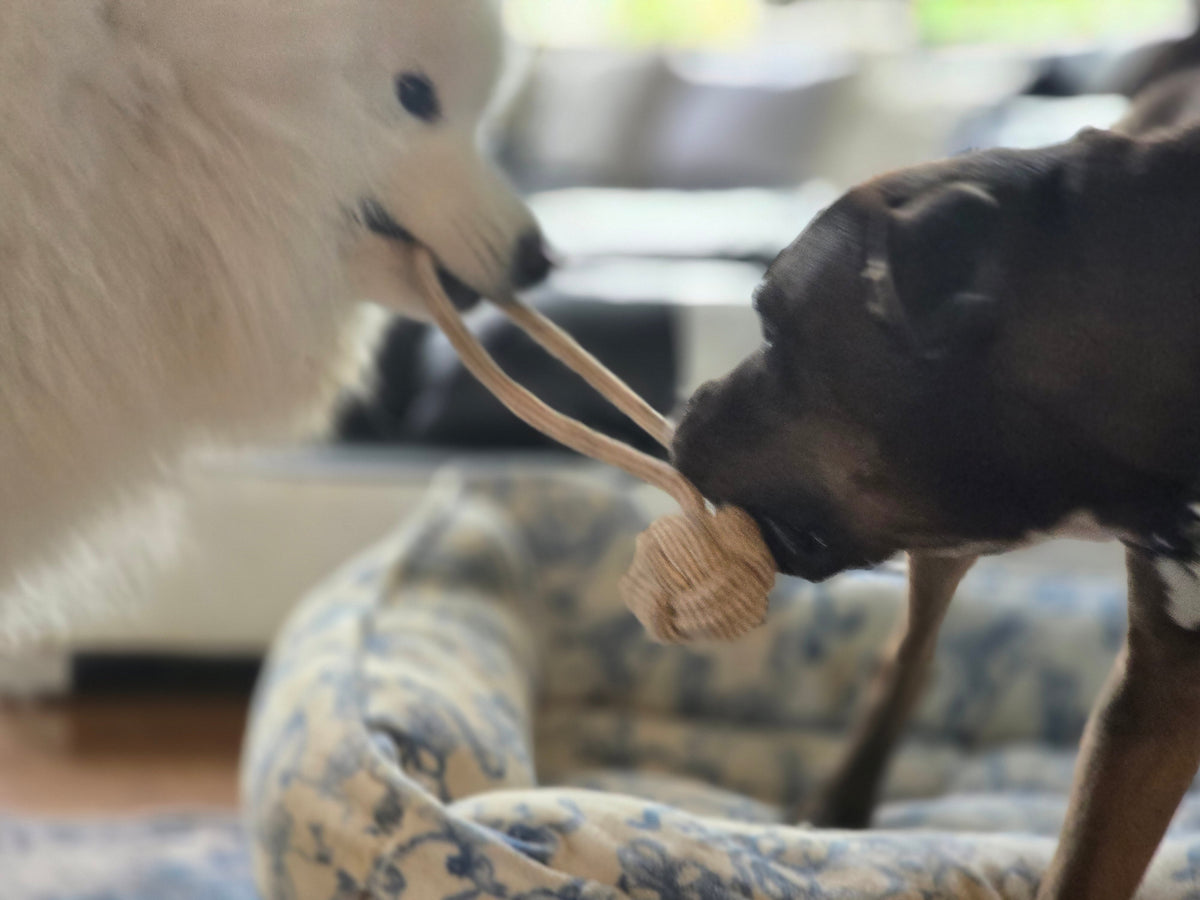 Fetch & Retrieval Toys - Honest Pet Products