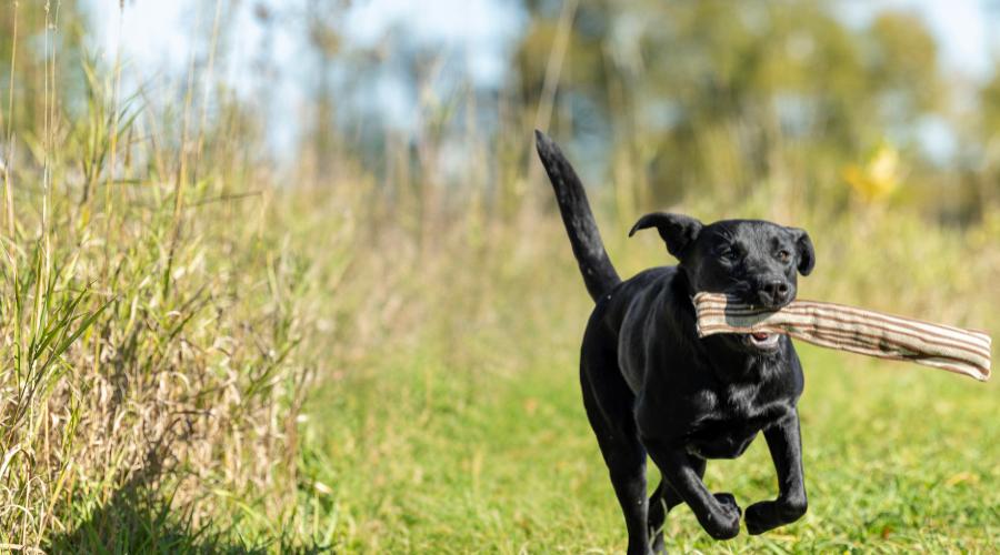 Dog Toys - Honest Pet Products