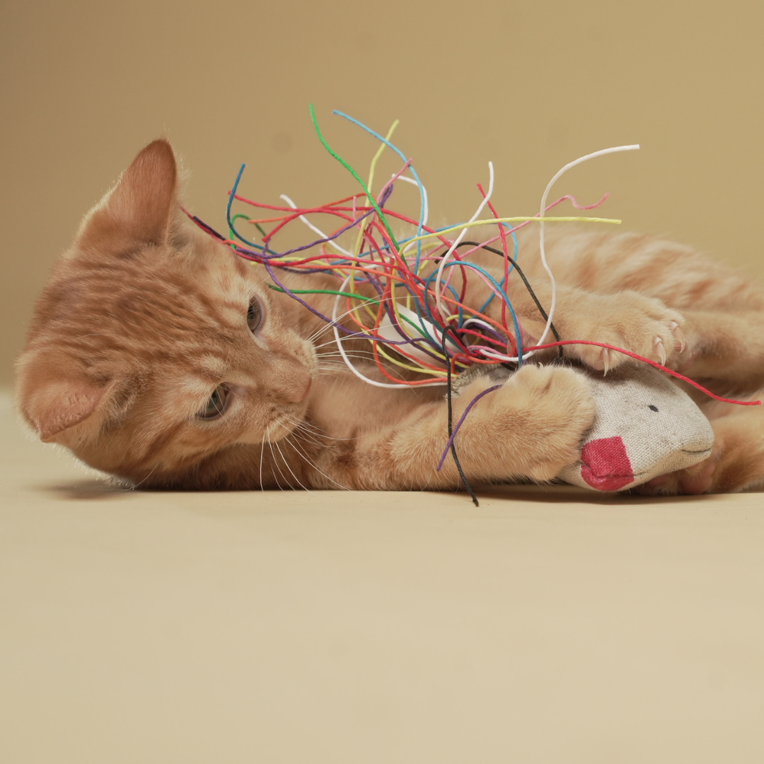 ECO-KITTY BIRD - Honest Pet Products