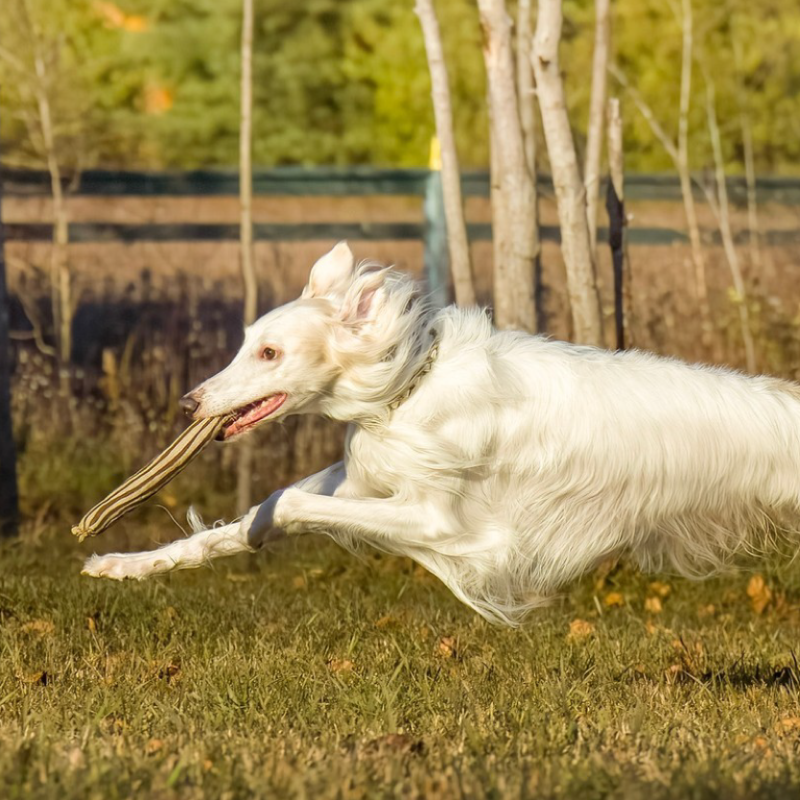 Eco Friendly Non Toxic Dog Toy - ECO-FETCHIN' STICK - Honest Pet Products