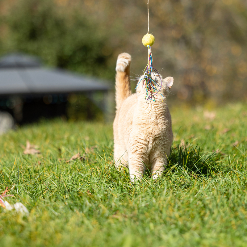 Eco-Kitty Comet: Eco-Friendly Cat Toys for Interactive Fun - Honest Pet Products