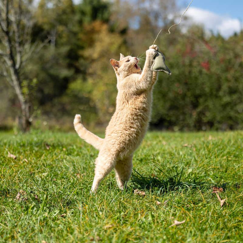ECO-CAT FISHER - Honest Pet Products