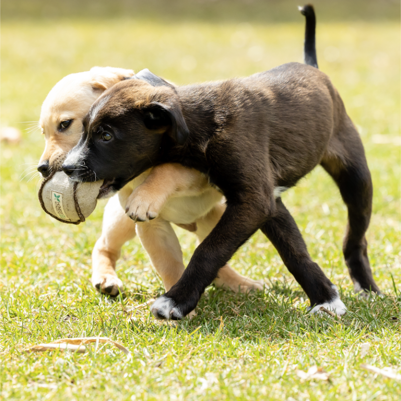 ECO-TOSSER - Honest Pet Products