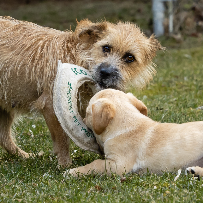 ECO-FLY-N-TUG - Honest Pet Products