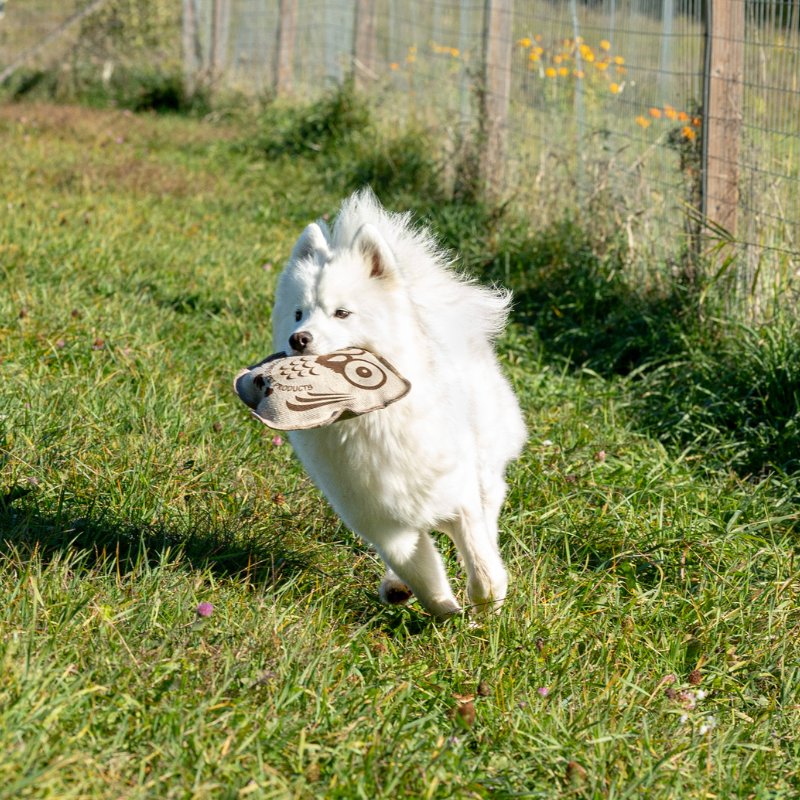 ECO-OWL BUDDY - Honest Pet Products