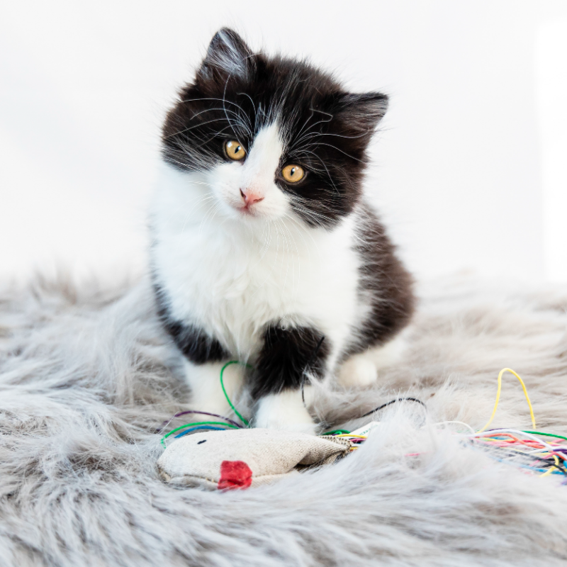 ECO-KITTY BIRD - Honest Pet Products
