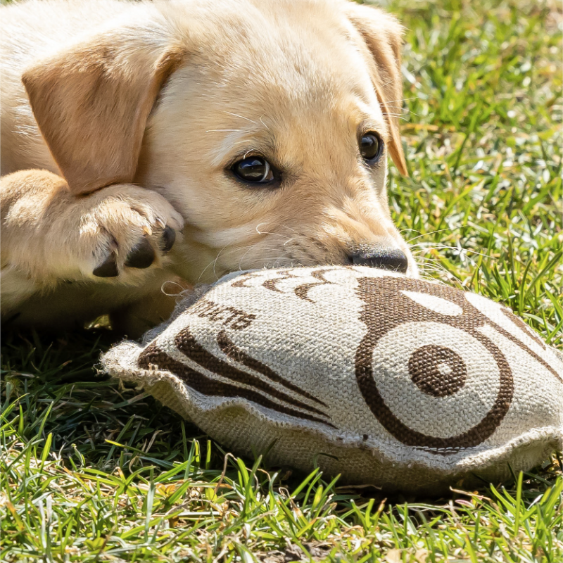 ECO-OWL BUDDY - Honest Pet Products