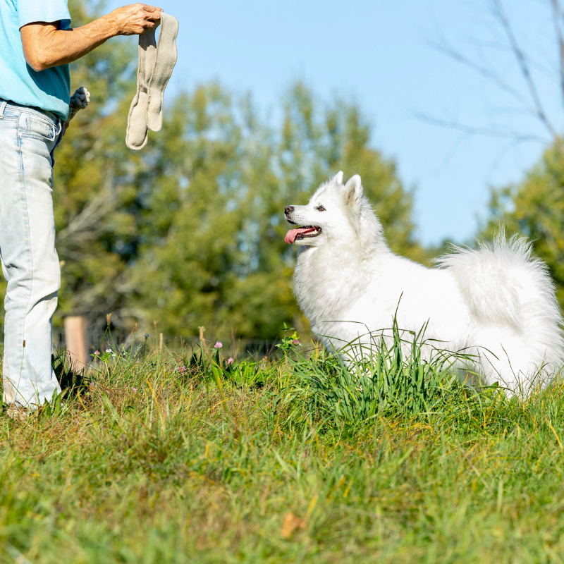 ECO-RATTLER - Honest Pet Products