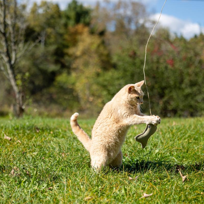 ECO-CAT FISHER - Honest Pet Products