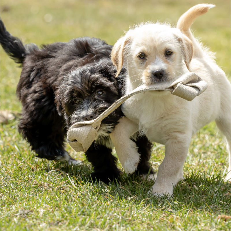 ECO-TUGGER - Honest Pet Products