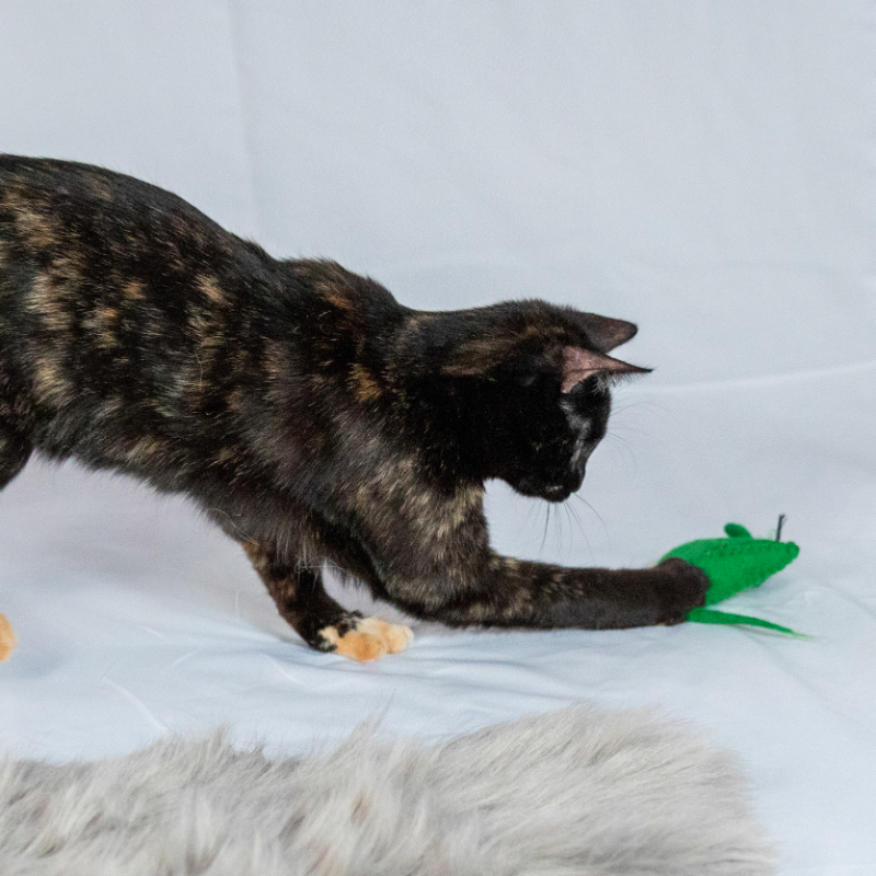 ECO-POUNCER - Honest Pet Products