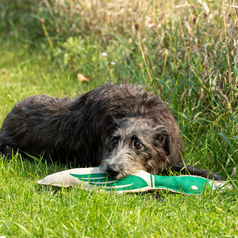 ECO-QUACKER - Honest Pet Products