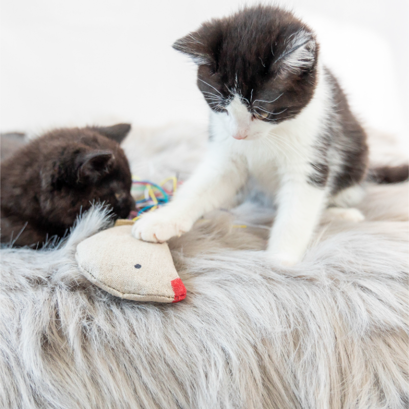 ECO-KITTY BIRD - Honest Pet Products