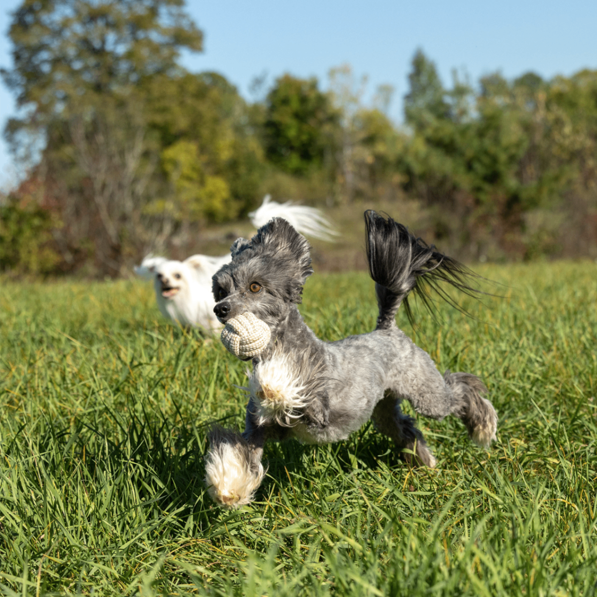 ECO-BALL - Honest Pet Products