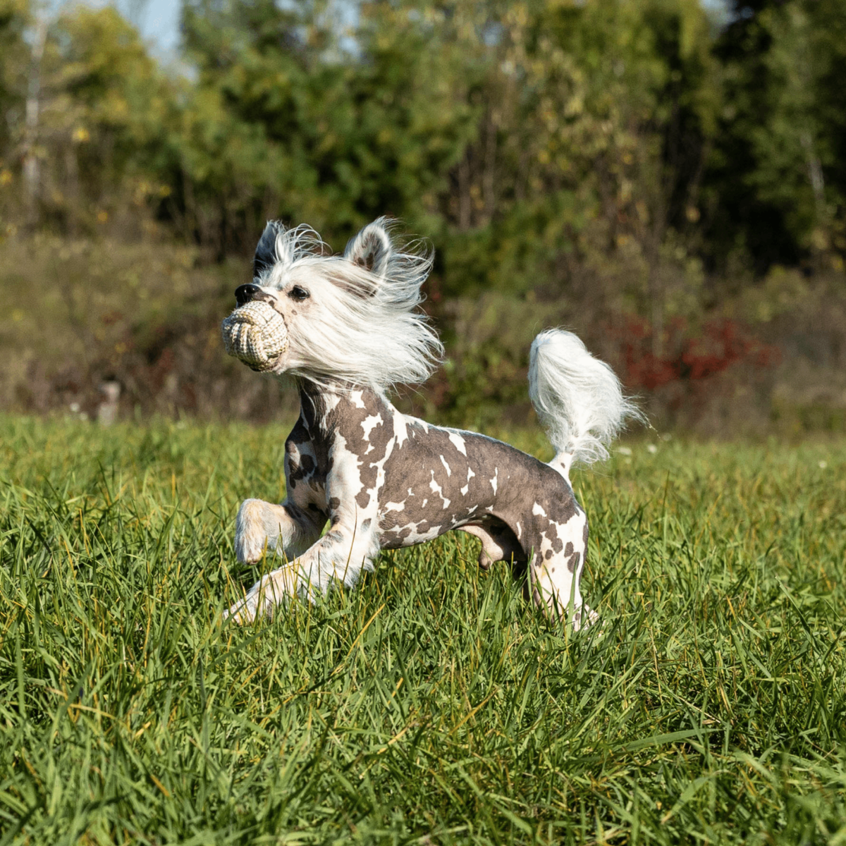ECO-BALL - Honest Pet Products