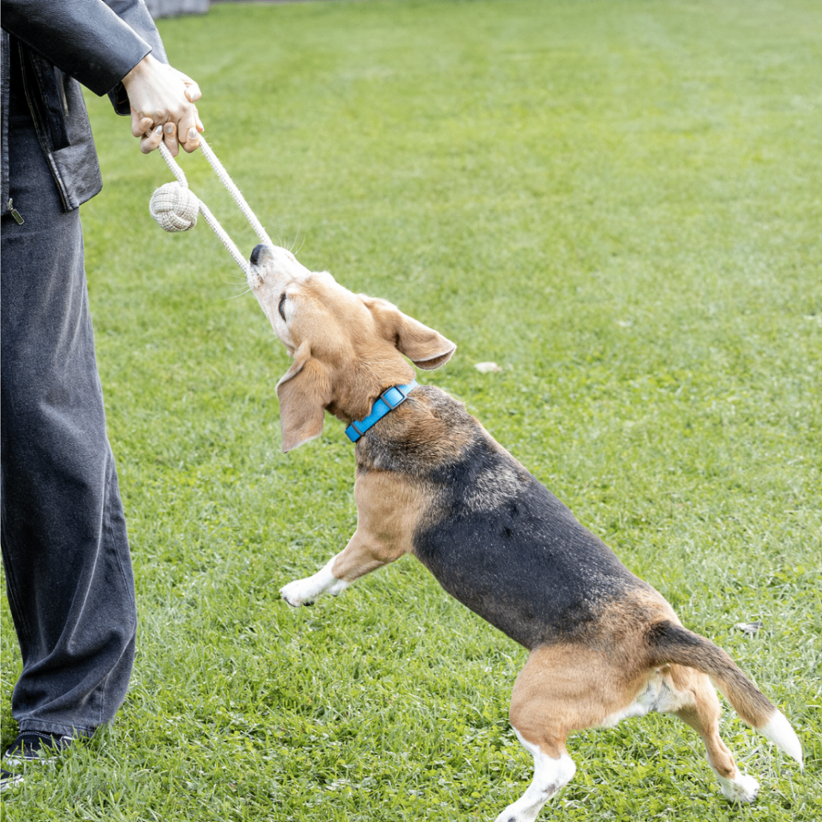 ECO-BALL-TUG - Honest Pet Products