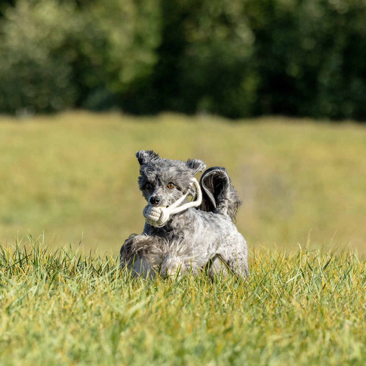ECO-BALL-TUG - Honest Pet Products