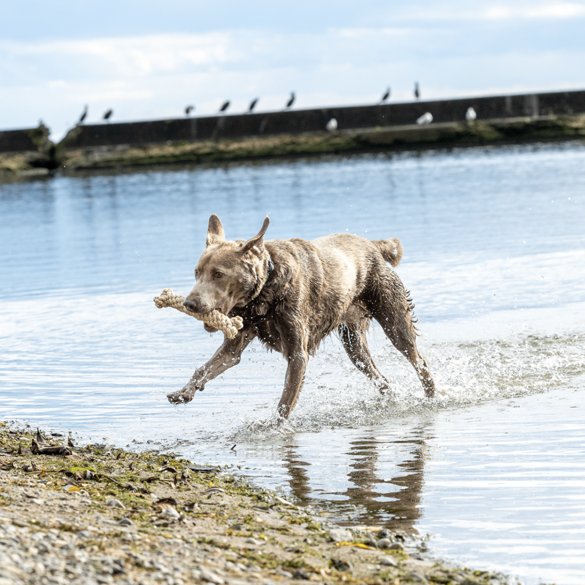 ECO-BONE - Honest Pet Products