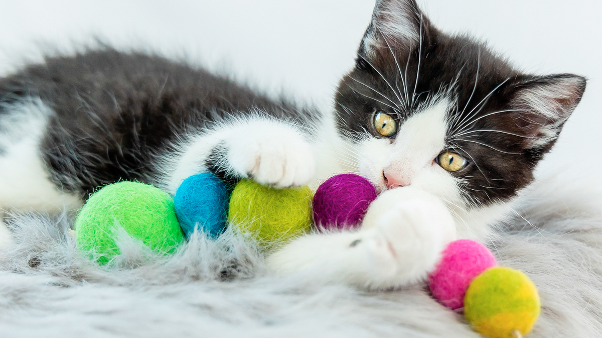 ECO-CATTY PILLAR - Honest Pet Products