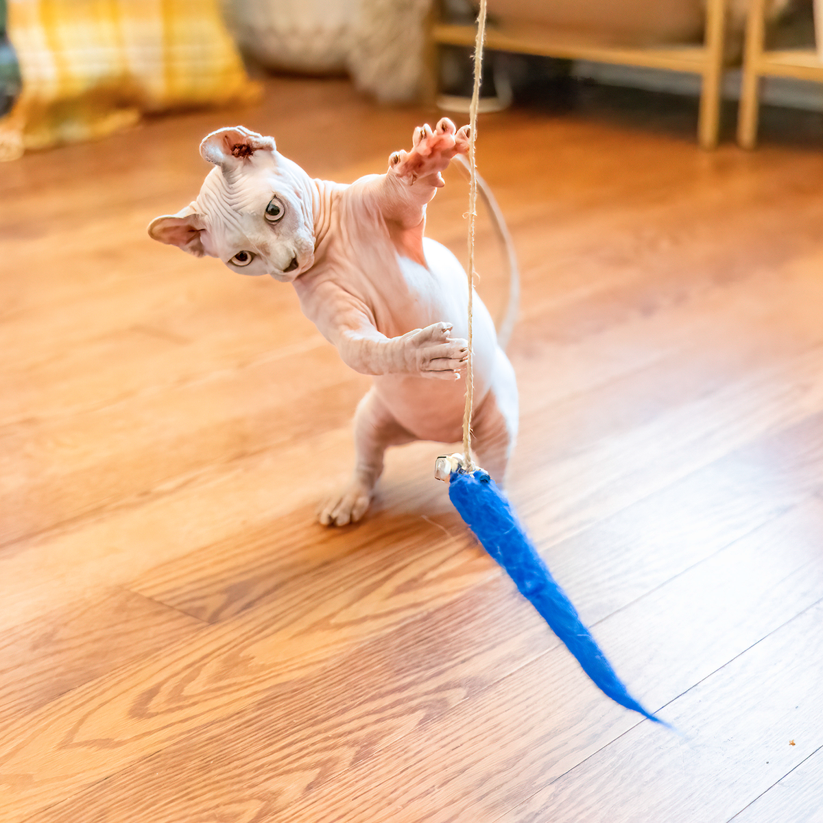 ECO-KITTY CATCHER - Honest Pet Products