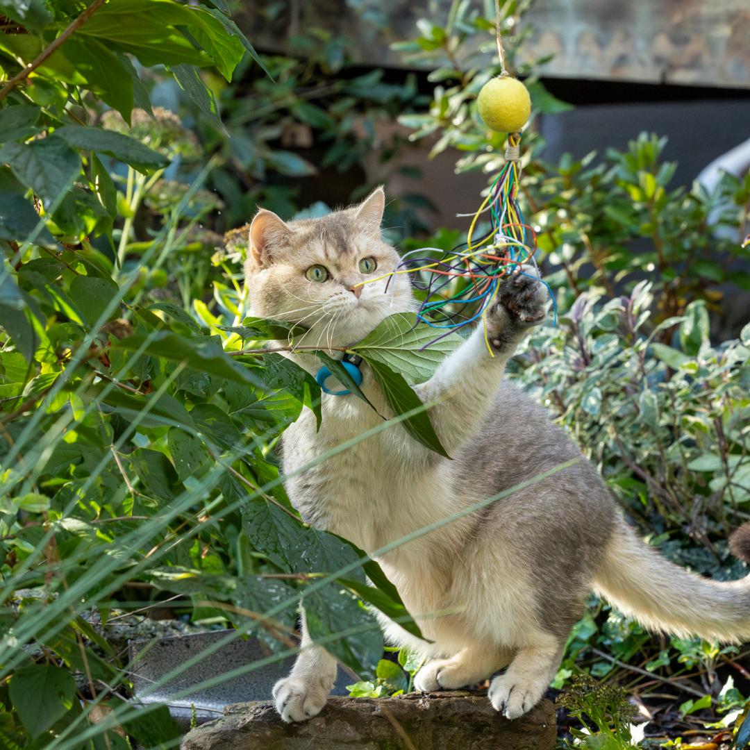 Eco-Kitty Comet: Eco-Friendly Cat Toys for Interactive Fun - Honest Pet Products