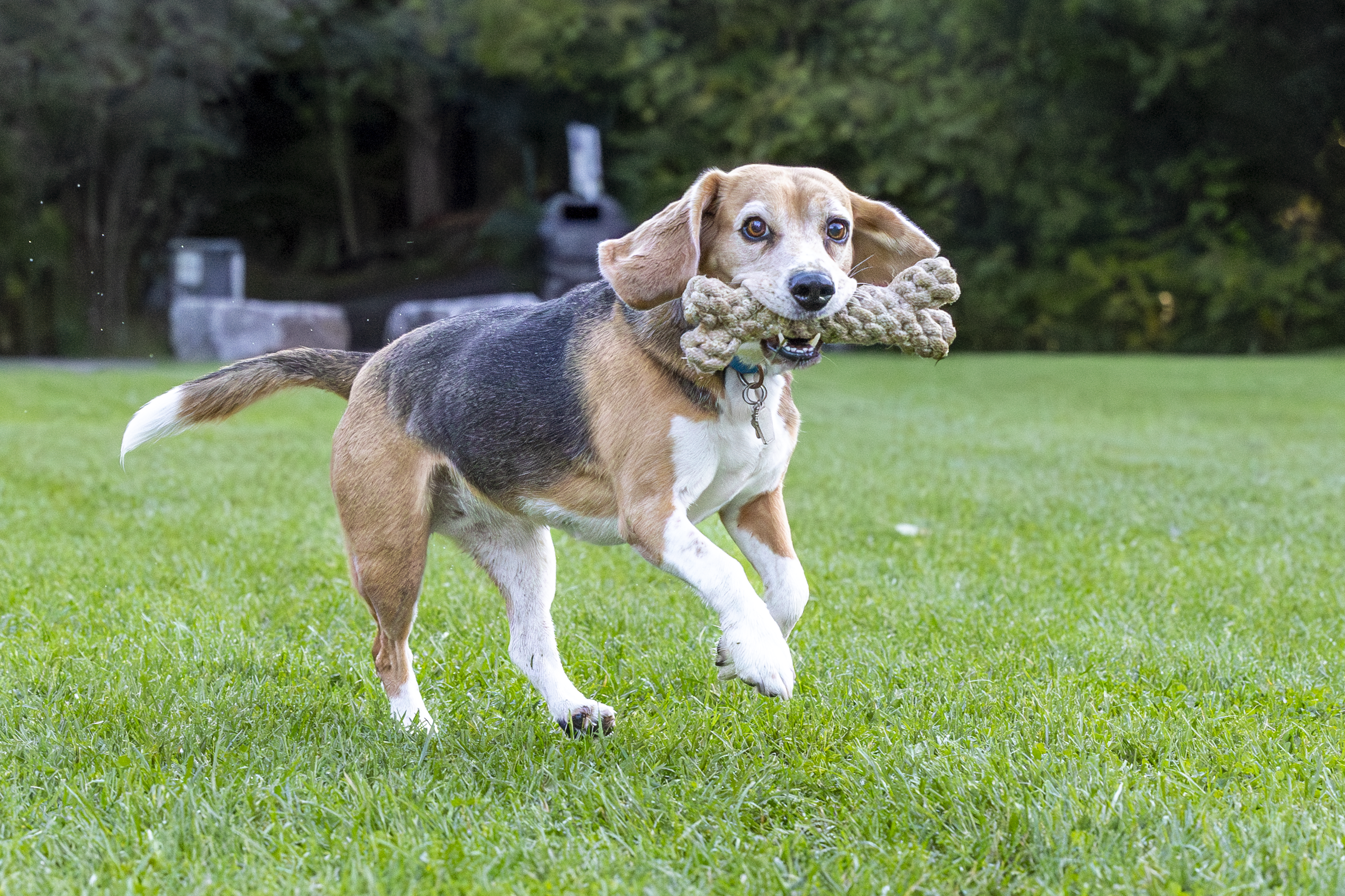 ECO-BONE - Honest Pet Products