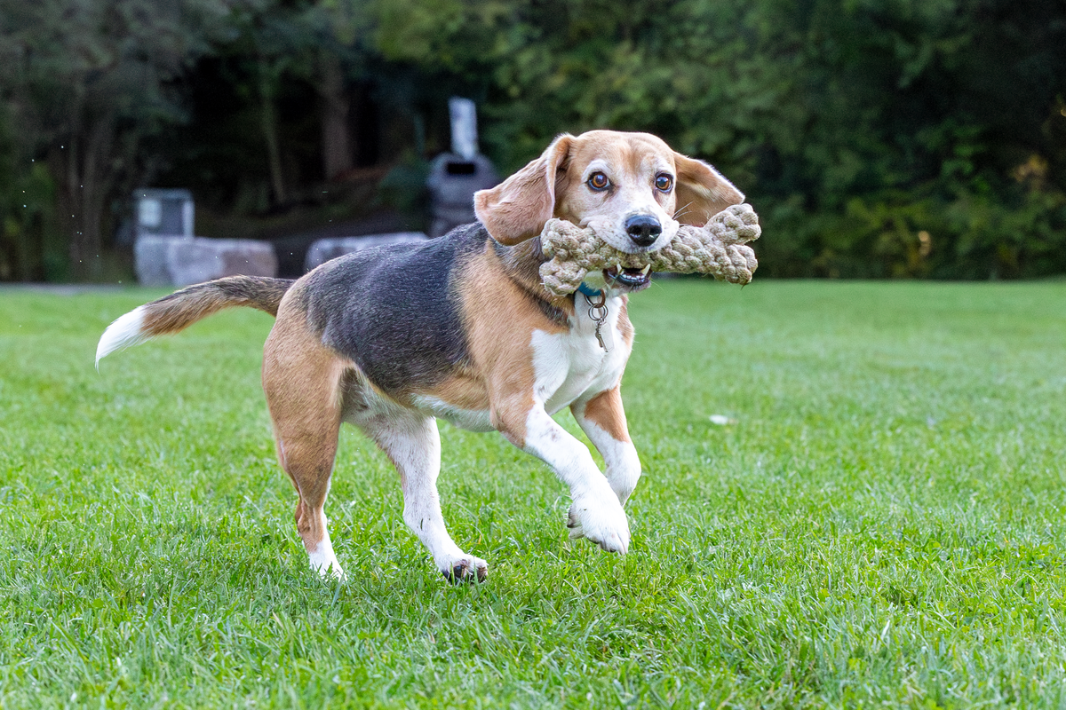 ECO-BONE - Honest Pet Products
