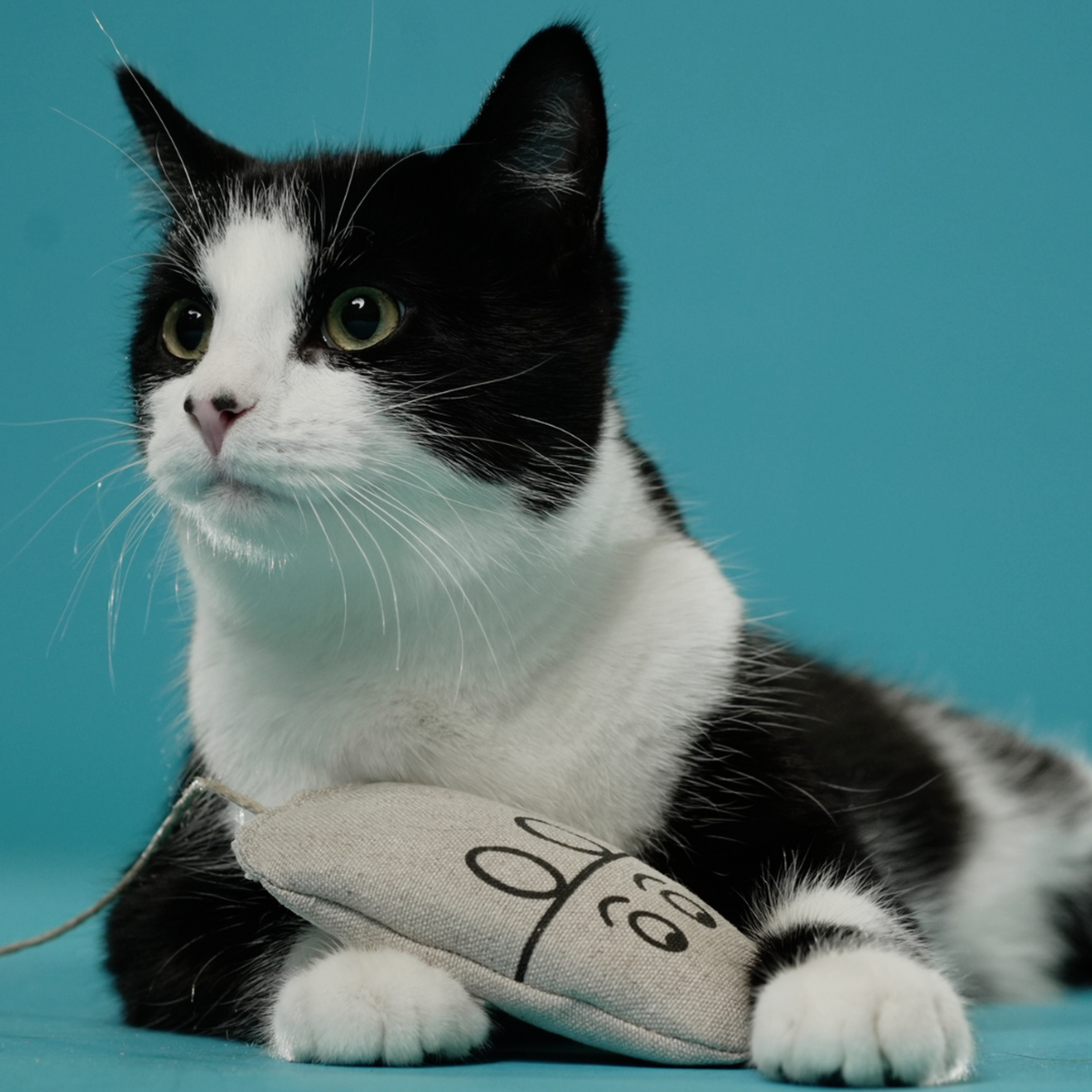 ECO-MOUSER - Honest Pet Products