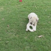 Dog Toy, ECO-FLY-N-TUG